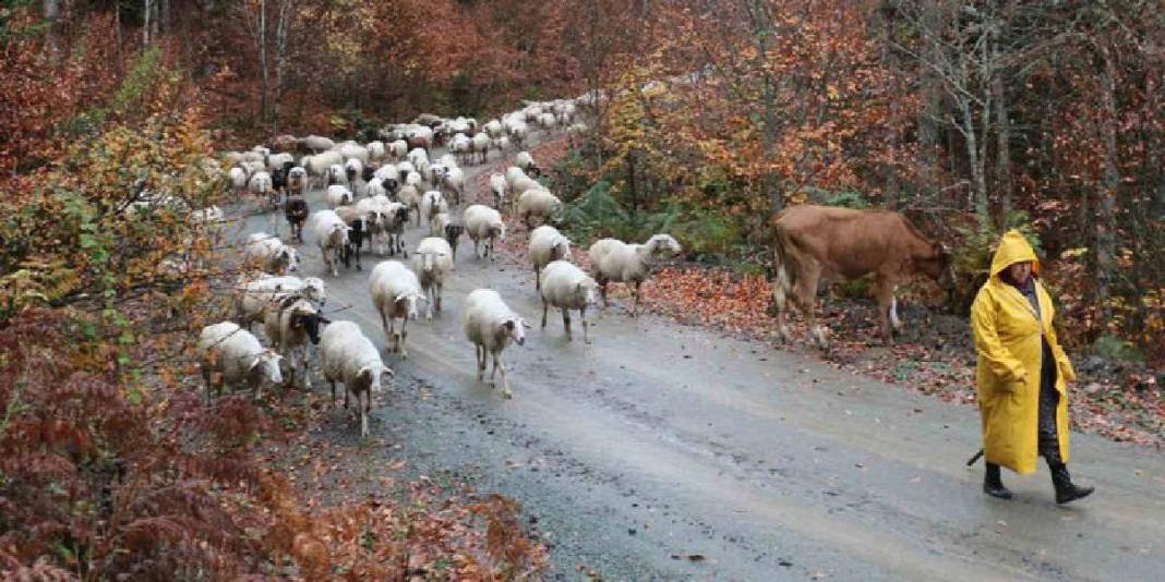 Kar yağışı beklentisi arttı göç başladı! Yaylalardan köye zorlu yolculuk: Kilometrelerce yolu yürüyerek gidiyorlar 7